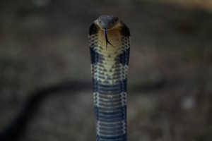 king cobra rescued from dakshinkali