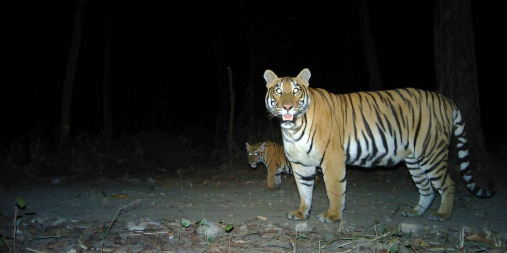 Nepal doubled its number of tigers from 121 to 355