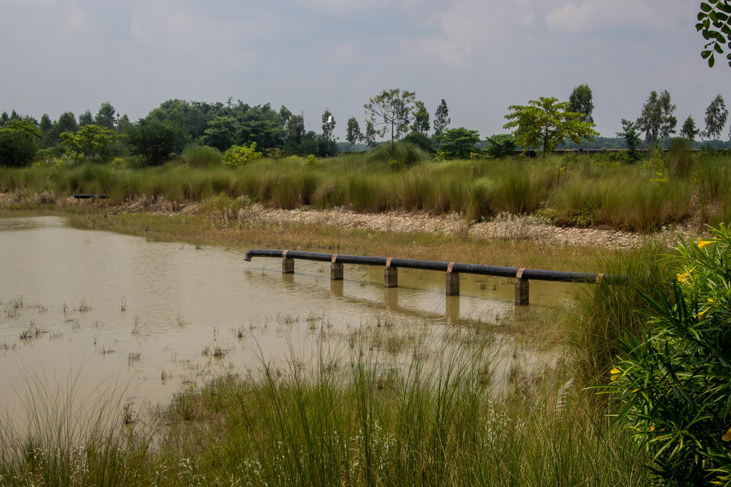 Facultative pond at the Biratnagar Wastewater Treatment Plant. Image: Pankaj Thapa / Aawaaj News
